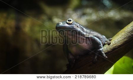 The Amazing Tree Frog Collection. Amazing Green Frog On Branch In Terrarium. Amazing Frog Camouflage