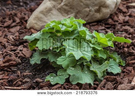 alchemilla mollis plant growing in garden on mulched soil