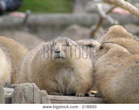 Curieux des chiens de Prairie