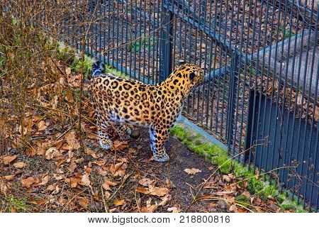Russia, Primorskiy Leopard. big spotted cat. Taiga