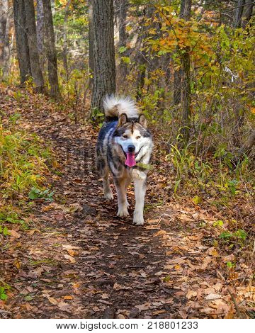 a domesticated Wolf walks through the forest, beautiful beast runs in nature. Primorskiy Kray