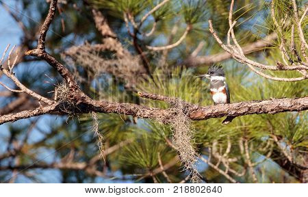 Belted Kingfisher Megaceryle Alcyon Perches High Up In A Tree