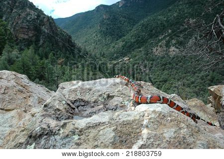 An Arizona mountain kingsnake photographed at high elevation in a southern Arizona mountain range.