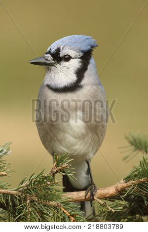 Blue Jay (corvid cyanocitta) in a tree with a green background