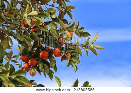 plantation of ripe persimmons in sunny weather, Israel