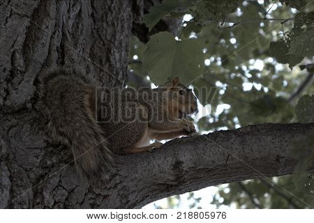 While venturing on a trip, i noticed a squirrel rummaging his way through the left