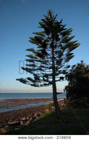 Pine Tree Beach