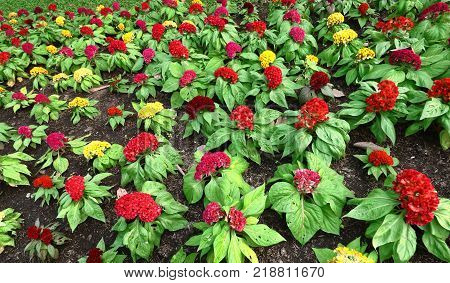 Cockscomb, Chinese Wool Flower