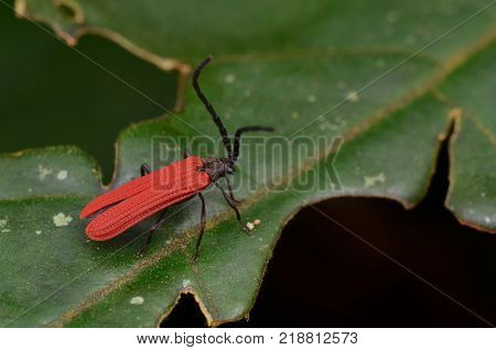 Macro Image Of A Red Color Net Winged Beetle From Borneo