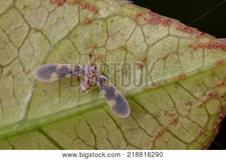 Macro Image Of A Tiny Derbid Planthopper