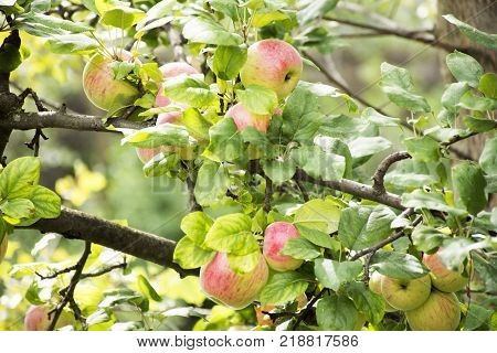 Apple Tree At Riverside Of Passer River