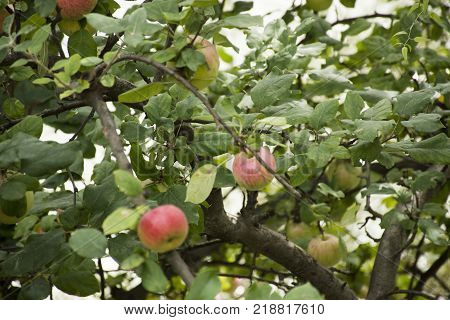 Apple Tree At Riverside Of Passer River