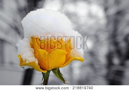 Delicate yellow rose in a flower bed covered with fresh snow. Toned photo in vintage style.