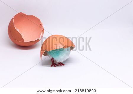 isolated blue chicken sitting in a shell on the background of a broken shell. concept of Easter