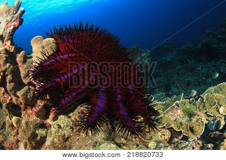 Crown-of-Thorns Starfish feeds on coral on reef