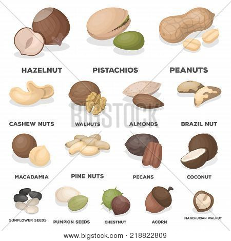 Different kinds of nuts cartoon icons in set collection for design.Nut Food vector symbol stock  illustration.