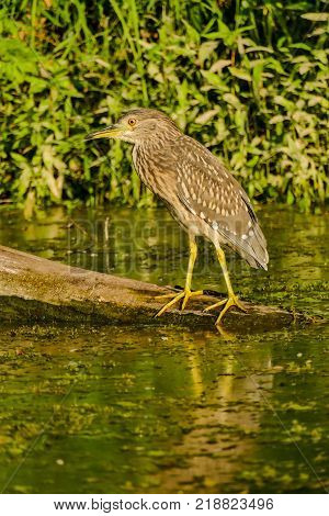 Photo of Eurasian Bittern Great bittern wild bird
