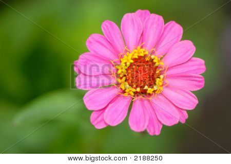 Flor