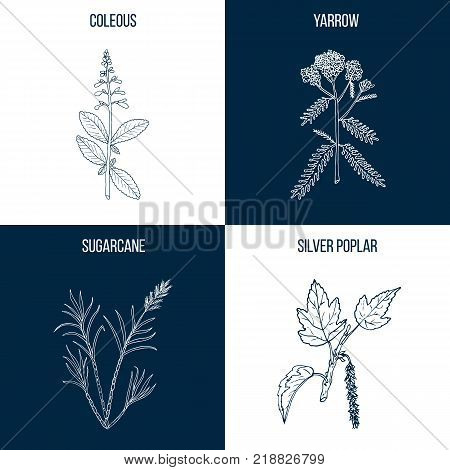Vector collection of four hand drawn medicinal plants, coleous, yarrow, sugarcane, silver poplar