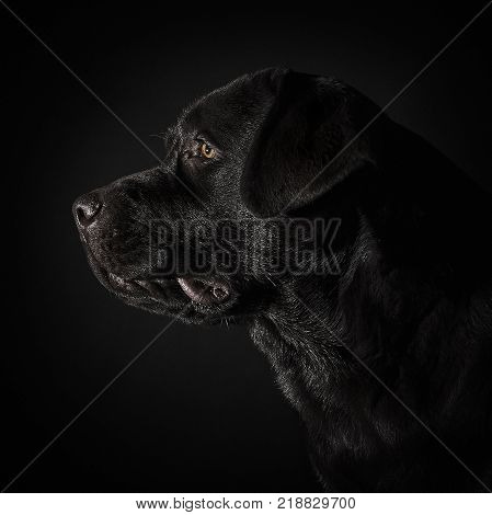 A portrait of a black Labrador dog taken against a black backdrop at studio.