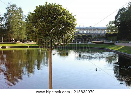 Summer sunny swan lake with reflections and green round tree in the Catherine park, Pushkin, St. Petersburg