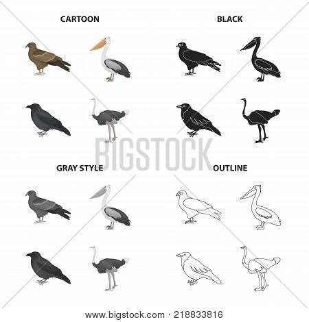 A hawk, a bird of prey, a pelican, a gray crow, an emu ostrich. Bird set collection icons in cartoon black monochrome outline style vector symbol stock illustration .
