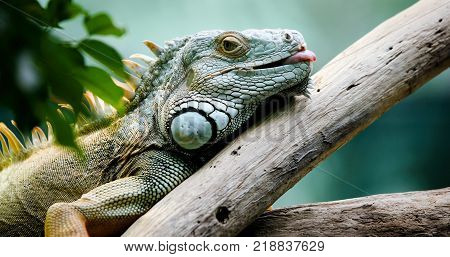 Closeup of beautiful green Iguana on branch