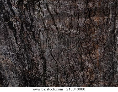 Abstract tree bark. Bark of the tree. Brown bark. Grunge bark background. Grunge background.