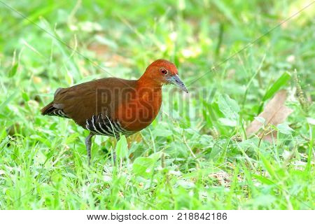 The slaty-legged crake or banded crake (Rallina eurizonoides) is a waterbird in the rail and crake family.