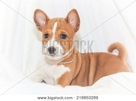 beautiful, cute puppy dogs not barking African dog breed basenji