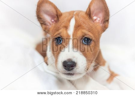 beautiful, cute puppy dogs not barking African dog breed basenji