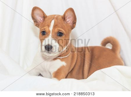beautiful, cute puppy dogs not barking African dog breed basenji