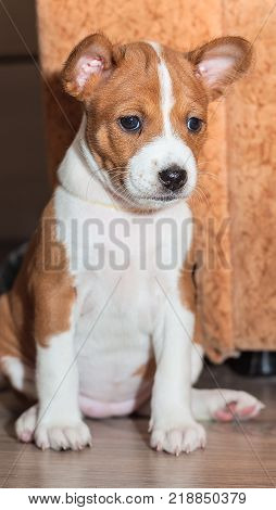 beautiful, cute puppy dogs not barking African dog breed basenji