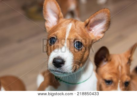 beautiful, cute puppy dogs not barking African dog breed basenji