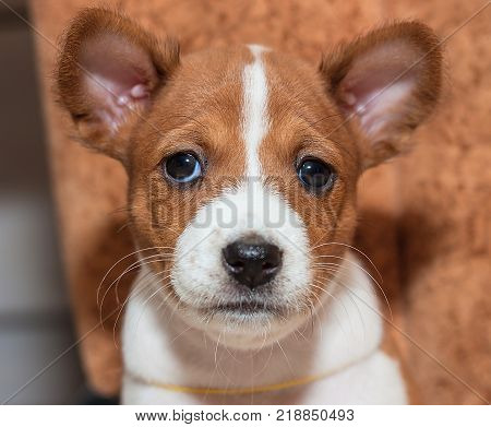 beautiful, cute puppy dogs not barking African dog breed basenji