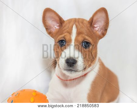 beautiful, cute puppy dogs not barking African dog breed basenji