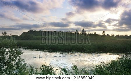 a string a flock of swans floating on the river sunset on the river swans float one after another down the river