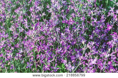 Flowers of tender summer mattiola at happy day