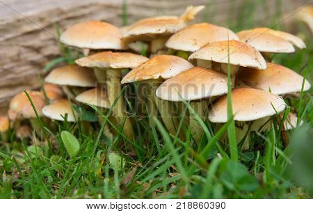 Hypholoma Fasciculare (Sulphur Tuft) Fungi growing on old wood in garden
