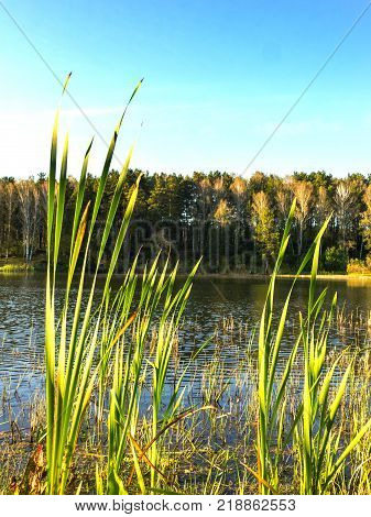 Reeds on the banks of a pond and green forest background midday in sunny day with white clouds against the blue sky. Natural concept. Horizontal view.