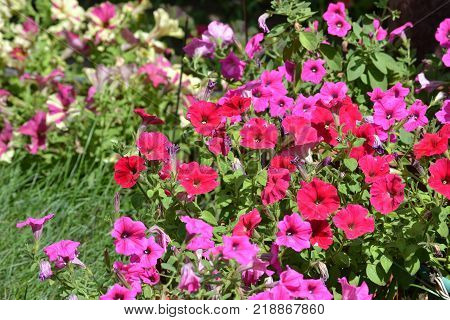 Many flowers of petunias. A carpet of petit in the summer garden.