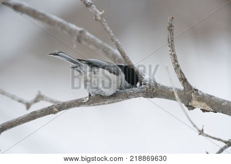 Bird Nuthatch sits on a branch. Russia, the winter Siberian forest.