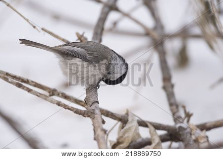 Bird Nuthatch sits on a branch. Russia, the winter Siberian forest.