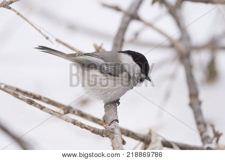 Bird Nuthatch sits on a branch. Russia, the winter Siberian forest.