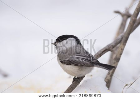Bird Nuthatch sits on a branch. Russia, the winter Siberian forest.