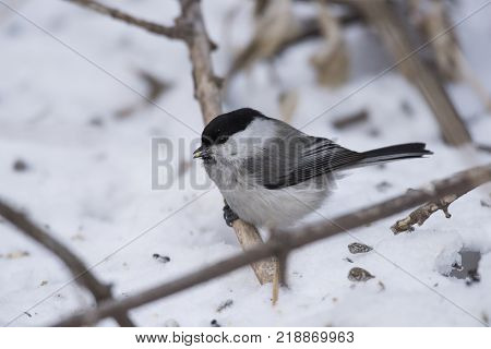 Bird Nuthatch sits on a branch. Russia, the winter Siberian forest.