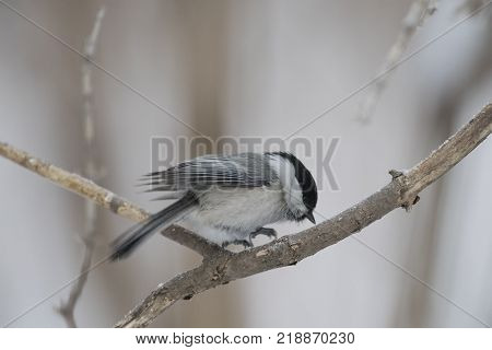 Bird Nuthatch sits on a branch. Russia, the winter Siberian forest.