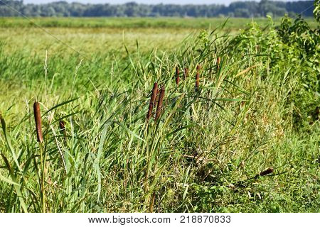 cattail growing near the rice field. Thickets of cattail. Brown basket with seeds.