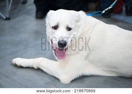 Akbash dog at the dog show on a trip