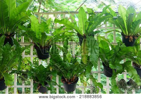 Bird's Nest Fern hanging in garden (Nidus Asplenium)